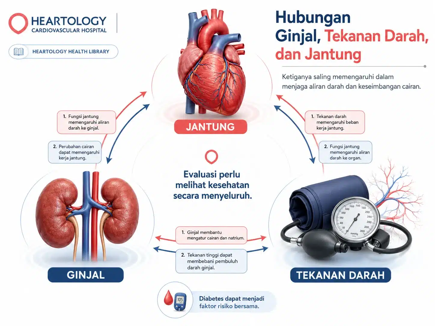 Infografik hubungan ginjal, tekanan darah, dan jantung yang menunjukkan keterkaitan fungsi ginjal, beban kerja jantung, serta pengaruh tekanan darah terhadap pembuluh darah dan aliran darah ke organ.