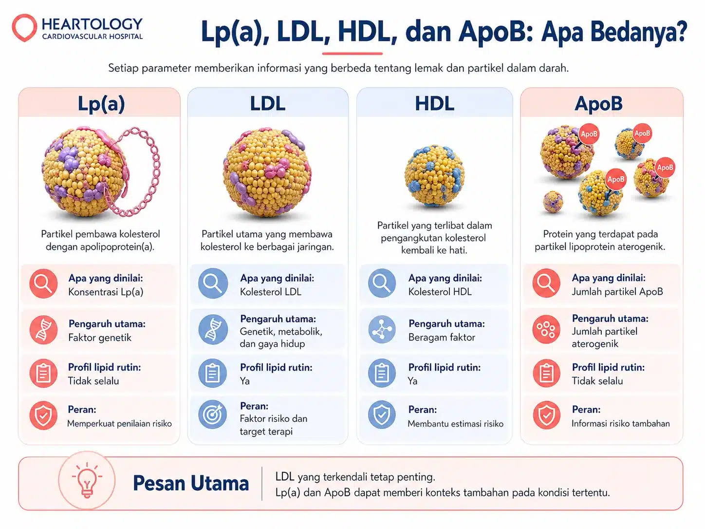 Infografik struktur Lipoprotein(a) atau Lp(a), partikel menyerupai LDL yang membawa kolesterol dan memiliki protein tambahan apolipoprotein(a) yang terutama dipengaruhi faktor genetik.